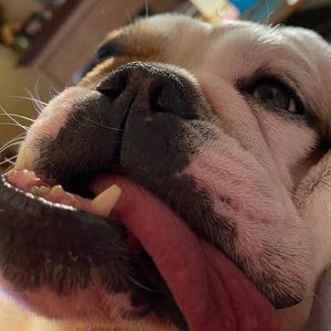 Meet your Posher, Dawn